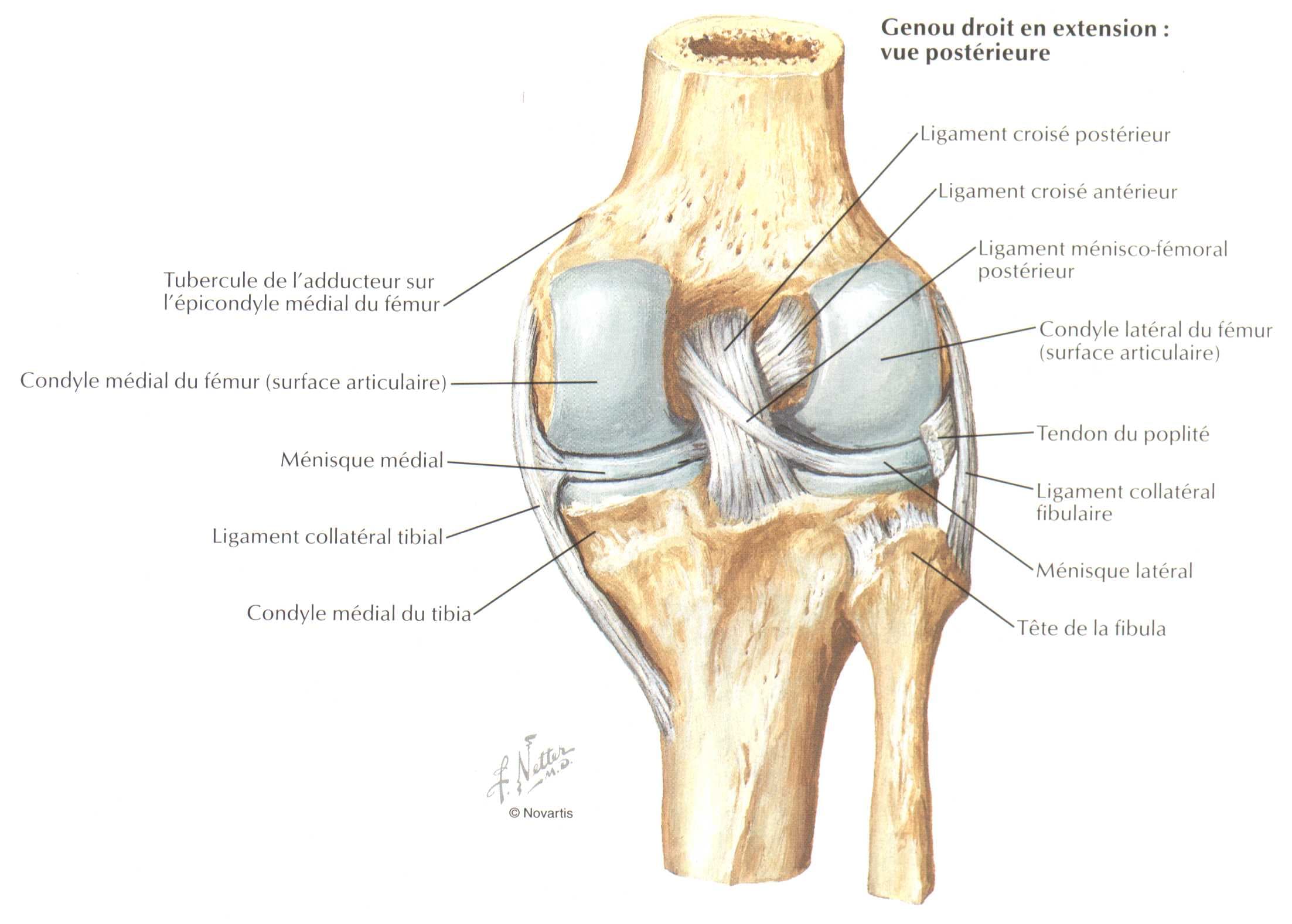Anatomie du ligament croisé postérieur (LCP)
